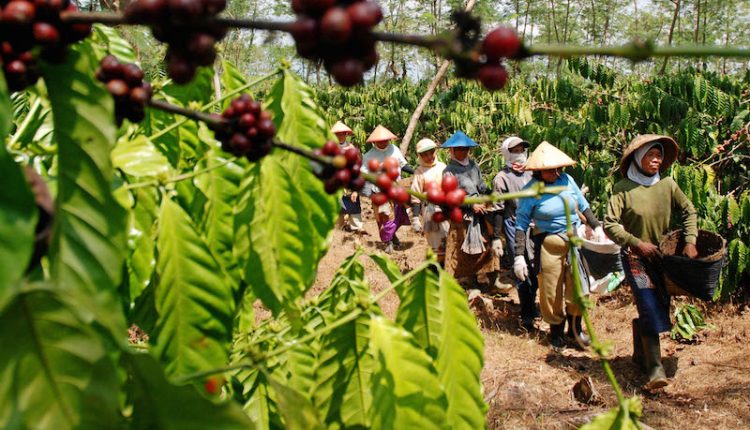10 Daerah Penghasil Kopi Terbaik di Jawa