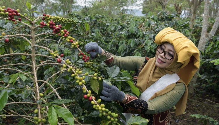 Kebun kopi.