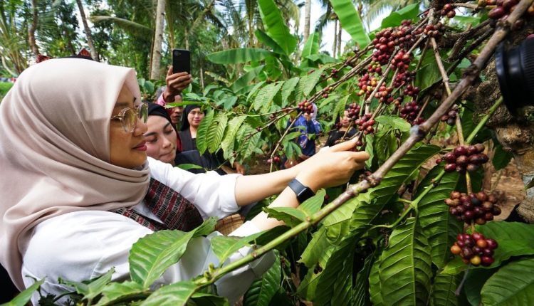 Kebun kopi Jawa Barat.